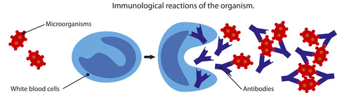 immune response: antigen triggering release of antibodies