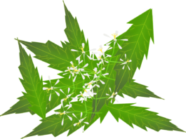 Ayurvedic Treatment For Cancer: Going Deeper