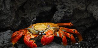 Is There A Cancer-Prone Personality? (1 of 3) Is There A Cancer-Prone Personality?