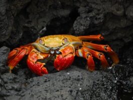 What Causes Cancer: Cancer Basics (Part 3 of 4) alternative causes of cancer